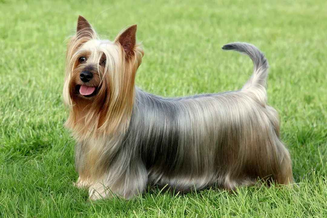 Silky Terrier: A Timeless Australian Treasure Combining Elegance and Spirit